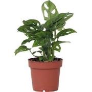 Monstera Monkey Mask - Rimpelgatenplant - kamerplant - Pot 12cm - Hoog...