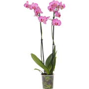 Phalaenopsis - Orchidee Paars - Pot 12cm - Hoogte 50-60cm