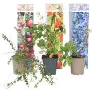 Superfruit - 6 Fruitbomen - Bosbes - Cranberry - Goji - Pot 9cm - Hoog...