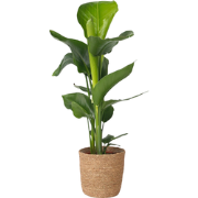 Strelitzia Nicolai in mand - Paradijsvogelbloem - Pot 17cm - Hoogte 55...