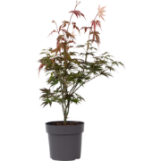 Acer palmatum ´Atropurpureum´ - Japanse Esdoorn - Pot 19cm - Hoogte 60...