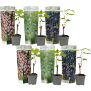 Druivenplanten - Mix van 6 - Vitis Vinifera - Pot 9cm - Hoogte 25-40cm