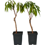 Prunus persica 'Bonanza' - Set van 2 - Dwergperzikboom - ?15cm - Hoogt...