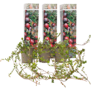 Veenbes - Set van 3 - Eetbaar - Cranberry - Pot 9cm - Hoogte 10-20cm