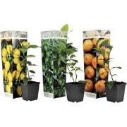 Citrus Mix - Set van 3 - Citroen, Limoen, Sinaasappel - Pot 9cm - Hoog...