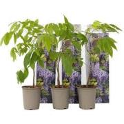 Wisteria sinensis - Set van 3 - Blauwe regen - Pot 9cm - Hoogte 25-40c...