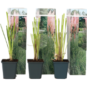 Cortaderia selloana - Set van 6 - Siergras - Roze - Pot 9cm - Hoogte 2...