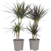 Dracaena Marginata - Set van 2 - Drakenbloedboom - Pot 17cm - Hoogte 7...