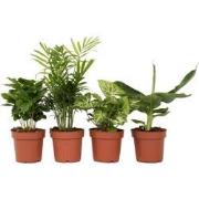 Luchtzuiverende kamerplanten - Mix van 4 - Pot 12cm - Hoogte 25-40cm