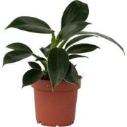 Philodendron 'Green Princess' - Pot 12cm - Hoogte 20-30cm