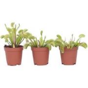 Dionaea Muscipula - Venus Vliegenvanger - Set van 3 - Pot 5,5cm - Hoog...