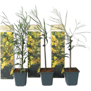 Acacia dealbata Mimosa - Set van 3 - Struik - Pot 9cm - Hoogte 25-40cm