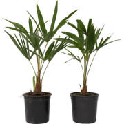 Trachycarpus Fortunei - Set van 2 - Waaierpalmboom - Pot 15cm - Hoogte...