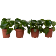 Peperomia Raindrop - Set van 4 - Pot 12cm - Hoogte 20-30cm