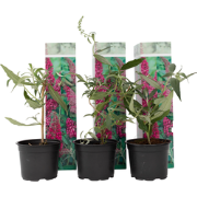 Vlinderstruiken - Buddleja Roze - Set van 3 - Tuin - Pot 9cm - Hoogte ...