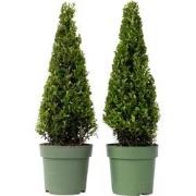 Ilex crenata 'Piramide' - Japanse hulst - Set van 2 - ?21 cm - Hoogte ...