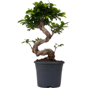 Ficus Ginseng S-vorm - Set van 2 - Japanse Bonsai - Pot 20cm - Hoogte ...