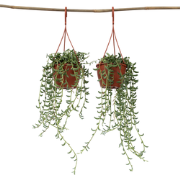 Senecio Radicans - Set van 2 - Bananenketting - Pot 12cm - Hoogte 10-2...