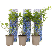 Blauwe bes 'Sunshine Blue' - Set van 6 - Bessenplant - Pot 9cm - Hoogt...