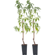 Prunus Persica 'Saturne' - Perzikboom - Set van 2 - Pot 15 cm - Hoogte...