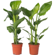 Strelitzia Nicolai - Set van 2 - Groene kamerplant - Pot 17cm - Hoogte...