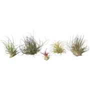 Tillandsia - Mix van 6 - Luchtplantjes - Hoogte 5-15cm