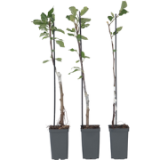 Appelbomen - Set van 3 - Braeburn Golden Delicious Gala - ?9cm - Hoogt...