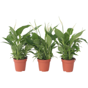 Spathiphyllum 'Lepelplant' - Set van 3 - Pot 12cm - Hoogte 30-40cm