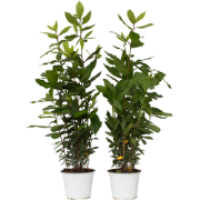 Laurier - Set van 2 - Laurus Nobilis - Hoogte 30-40cm - Pot 14cm