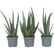 Aloë Vera - Set van 3 - Succulent - Pot 10,5cm - Hoogte 25-40cm