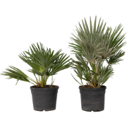 Chamaerops 'Vulcano' - Set van 2 - Dwergpalm - Pot 19cm - Hoogte 35-45...