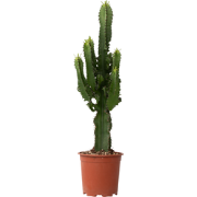 Euphorbia Ingens - Cowboy Cactus - Pot 17cm - Hoogte 50-60cm