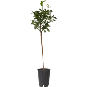 Citrus Limon XL stam - Citroenboom - Pot 19cm - Hoogte 100-120cm