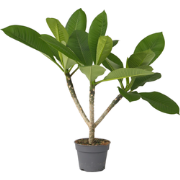 Plumeria Frangipani Hawaii - Pot 17cm - Hoogte 45-55cm