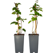 Rubus fruticosus - Set van 4 - Braam - Fruitplant - ?15cm - Hoogte 50-...