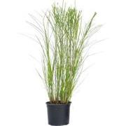 Miscanthus Gracilimus - Winterhard Siergras - Pot 23cm - Hoogte 40-60c...