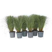 Stipa tenuifolia 'Pony Tails' - Set van 9 - Siergras - Pot 9cm - Hoogt...