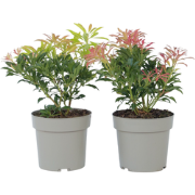 Pieris 'Forest Flame' - Set van 2 - Rotsheide - Pot 17cm - Hoogte 25-4...