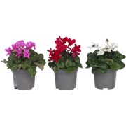 Cyclamen Persicum - Mix van 6 - Pot 9cm - 10-20cm