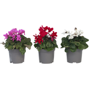 Cyclamen Persicum - Mix van 3 - Pot 9cm - 10-20cm