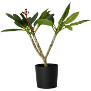 Plumeria Frangipani wit - Hawaii - Pot 17cm - Hoogte 55-70cm