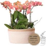 Kolibri Orchids | oranje plantenset in Cotton Basket incl. waterreserv...