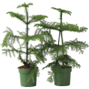 Araucaria Heterophylla - x2 - Norfolkden - Kamerden - Pot 14cm - Hoogt...