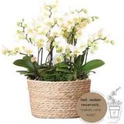 Kolibri Orchids | witte plantenset in Reed Basket incl. waterreservoir...