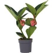 Medinilla Magnifica 'Lambada' - Kamerplant - ?14cm - Hoogte 40-50cm