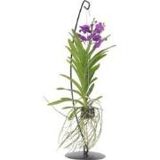 Vanda met standaard - Blauw - Hoogte standaard 70cm