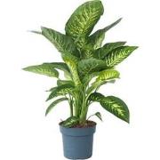 Dieffenbachia 'Tropic' - Kamerplant - Potmaat 24cm - Hoogte 70-80cm