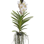 Vanda orchidee - Wit - L - Hoogte 60cm