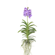 Vanda orchidee - Blauw - L - Hoogte 60cm