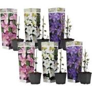 Clematis - Mix van 6 - Tuinplanten - Klimplant - Pot 9cm - Hoogte 25-4...